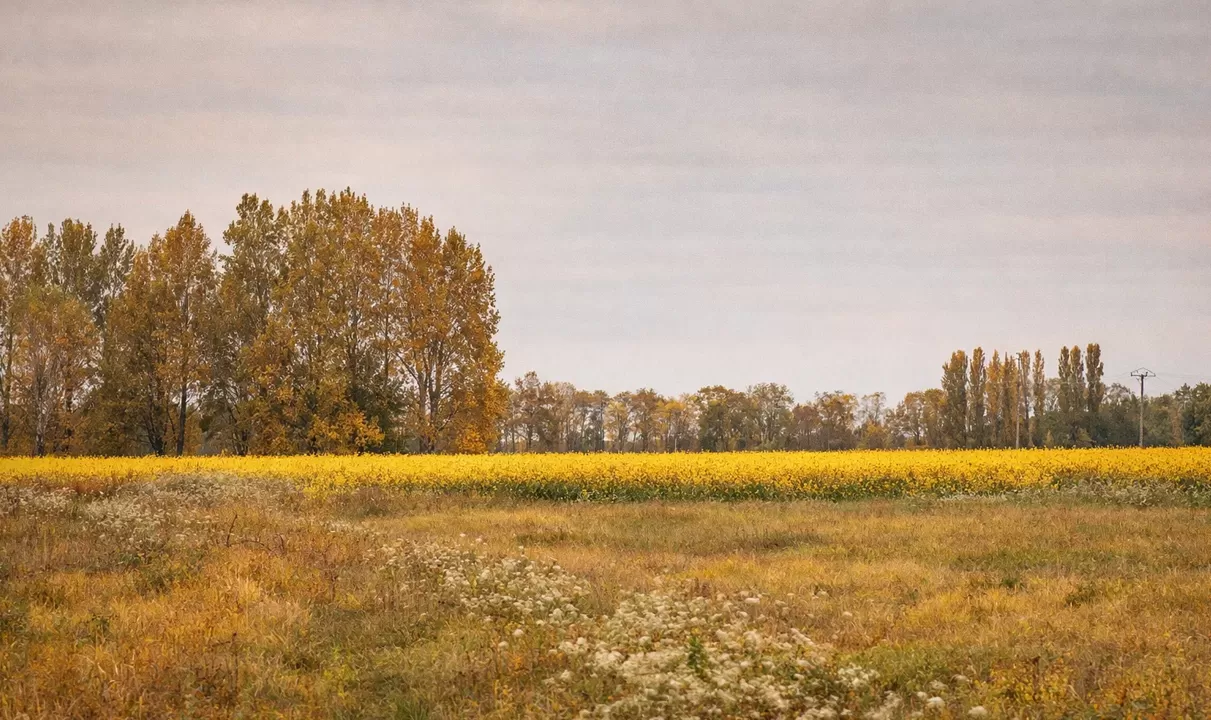 Drones in Modern Agriculture